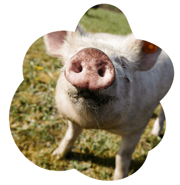 Le Graton Lyonnais - Qualité